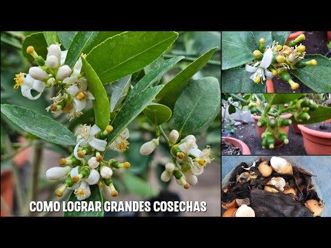 Guía de compra de productos orgánicos en Palos de la Frontera