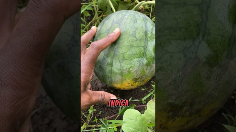 Guía para Encontrar Tiendas de Jardinería en Isla Cristina