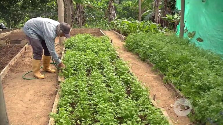 Guía de Compra de Productos para Cultivo Hidropónico en Aracena